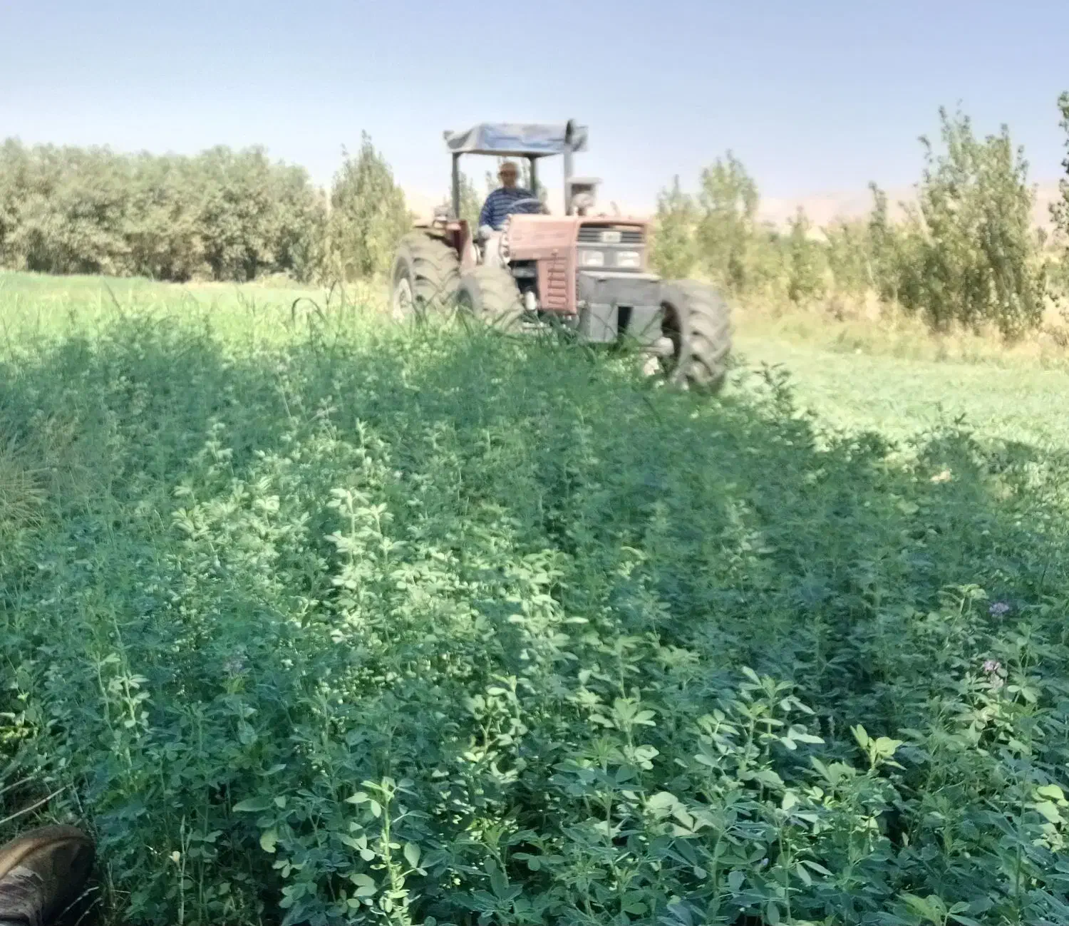 یونجه|خدمات باغبانی و درختکاری|کامیاران, |دیوار