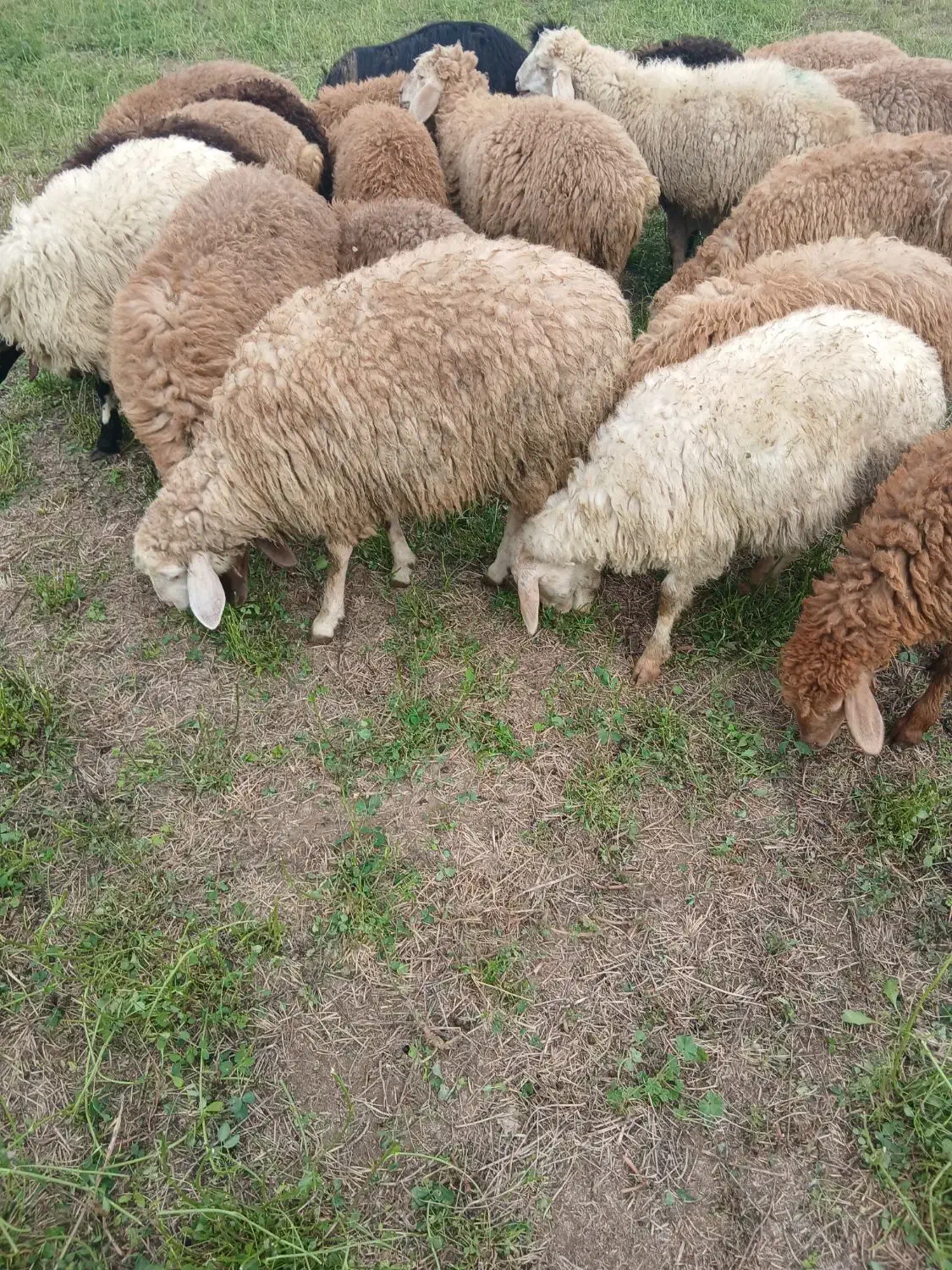 ۱۸ بره نر|حیوانات مزرعه|اصلاندوز, |دیوار