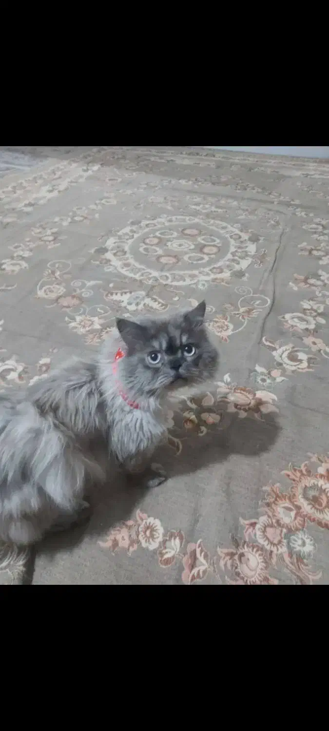 واگذاری گربه پرشین نر بالغ خاص|گربه|کرمان, |دیوار