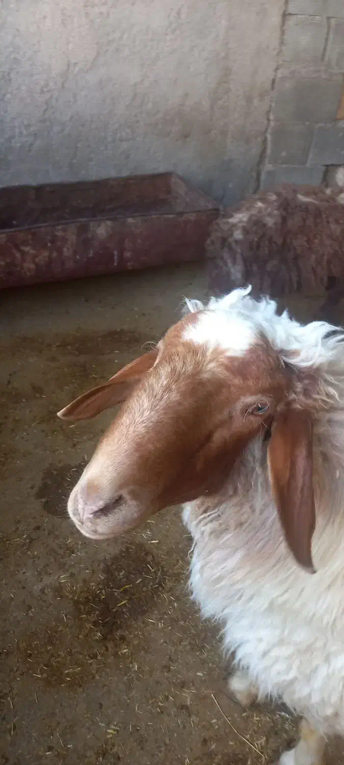 یه عدد شک ورن ۳شیره ویکعدد شک|حیوانات مزرعه|آبدانان, |دیوار