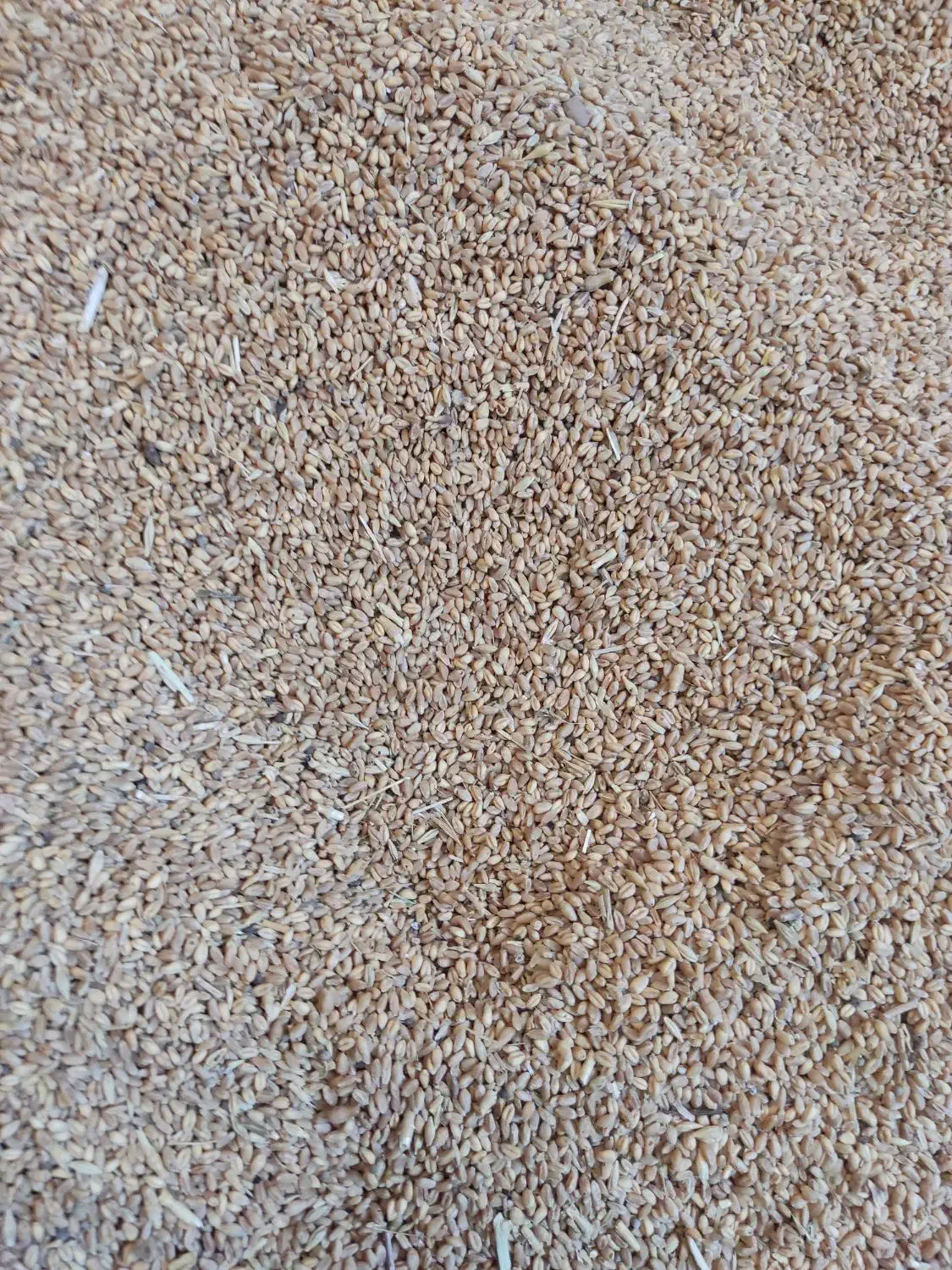 گندم چاق آبی|خوردنی و آشامیدنی|معصومیه, |دیوار