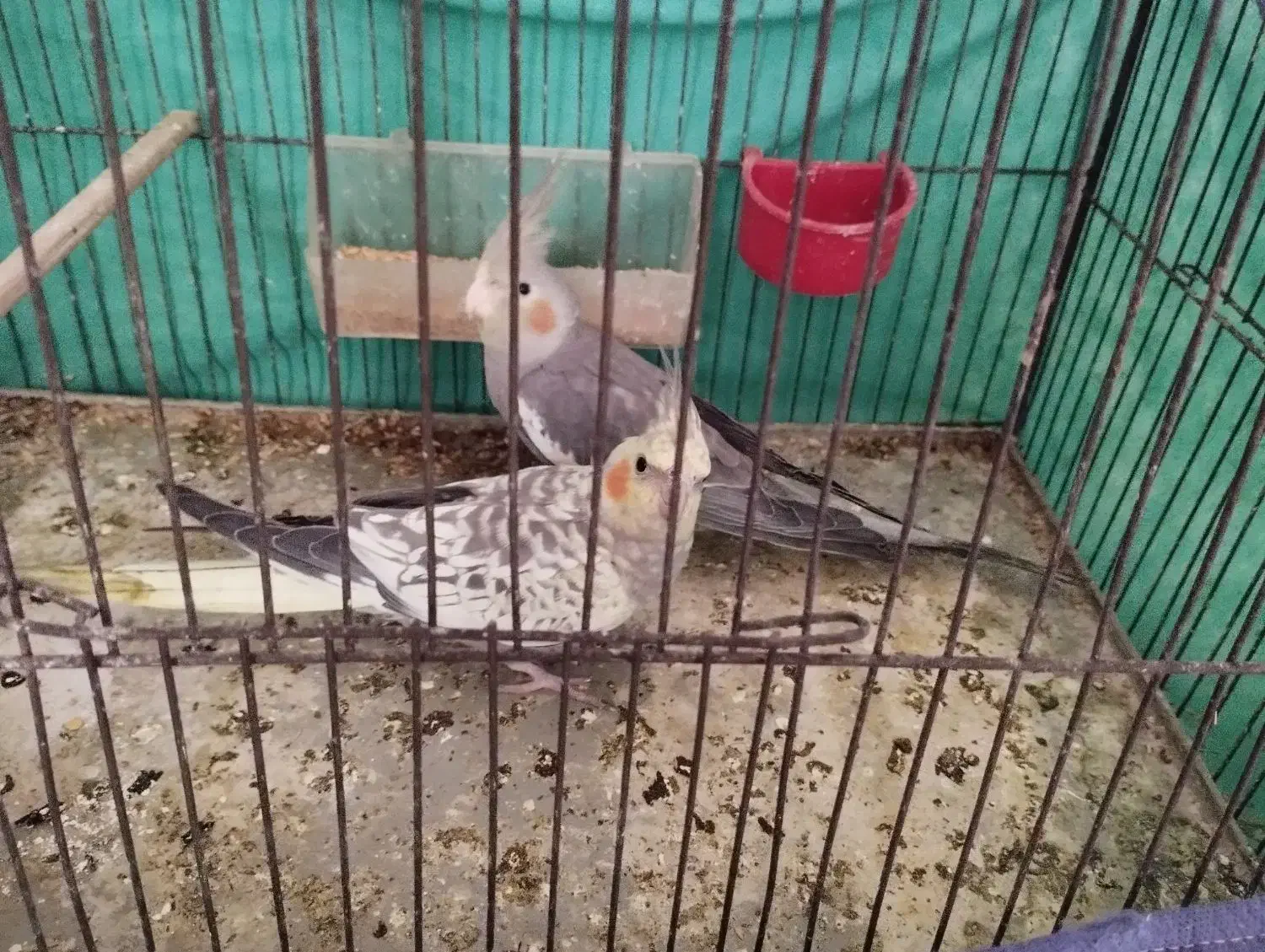 دو عدد عروس هلندی|پرنده|مهاجران, |دیوار