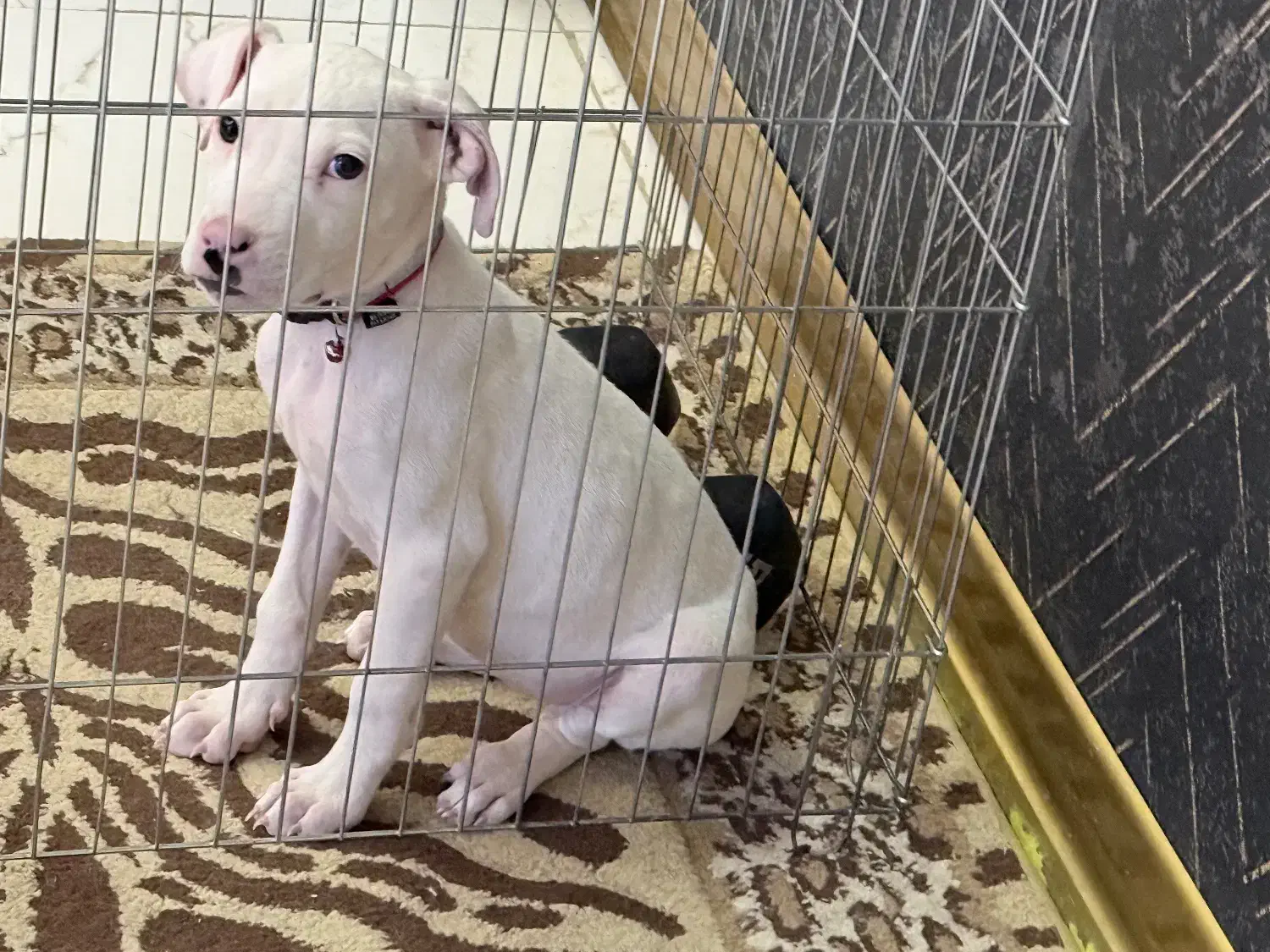 پیتبول ماده ۳ ماه سالم و سرحال|سگ|شاهین‌شهر, خانه کارگر|دیوار