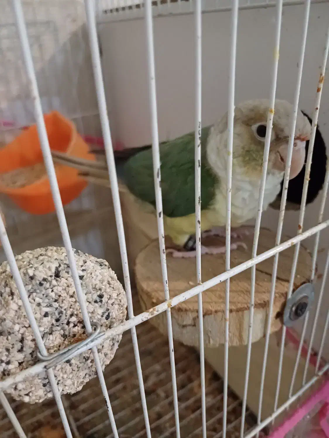 گرینچیک ماده پاین اپل دستی و مولد|پرنده|مشهد, صداقیه|دیوار