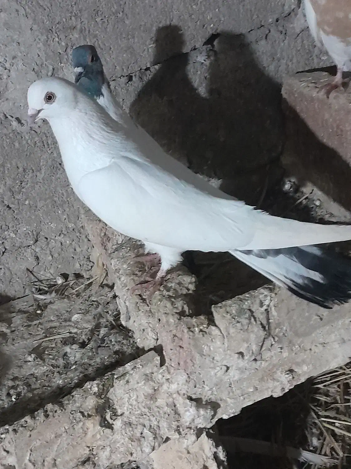 کبوتر طوقی|پرنده|اردبیل, |دیوار