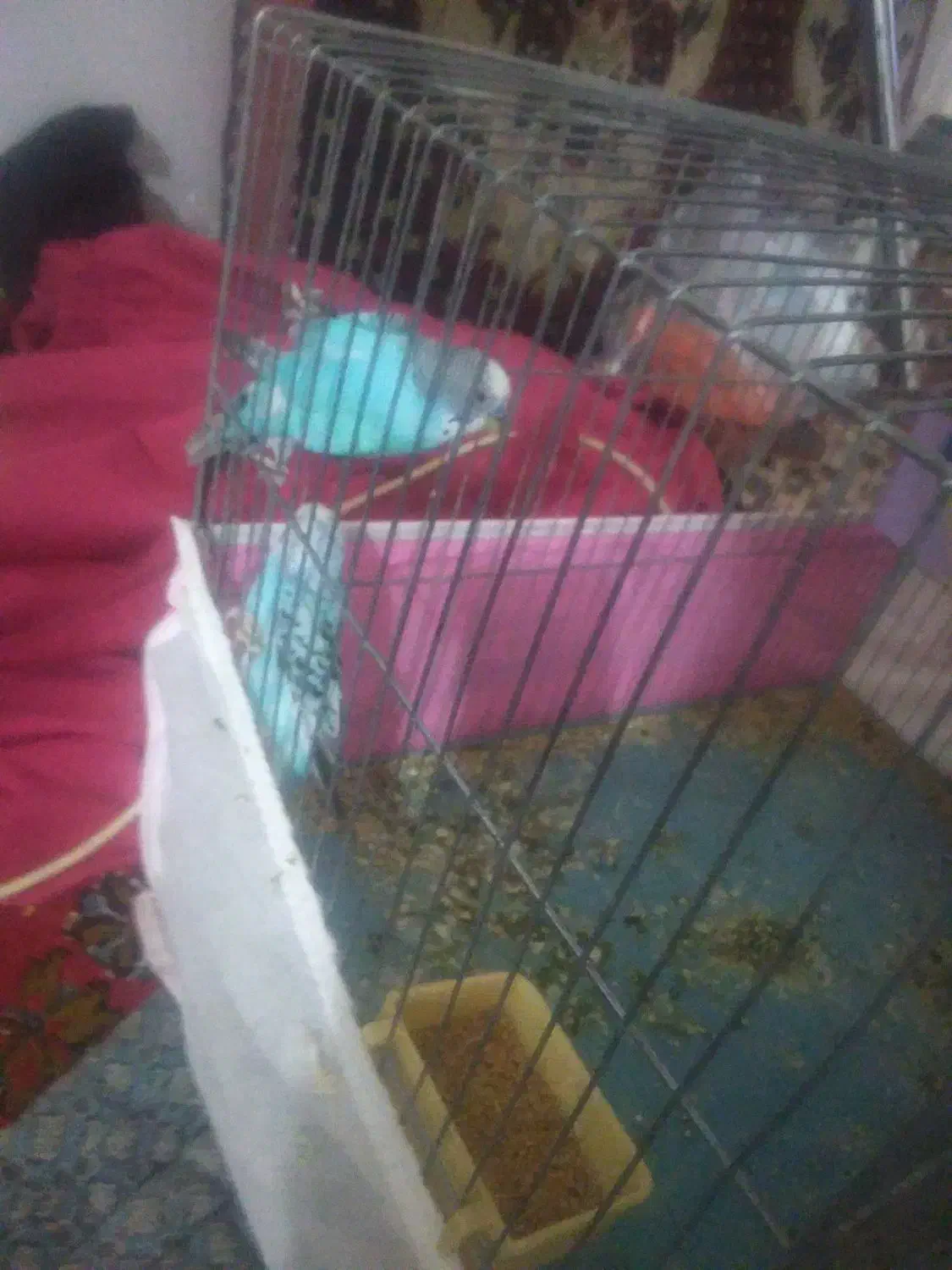 فروش دو جفت مرغ عشق و یک جفت فنچ|پرنده|شاهین دژ, |دیوار