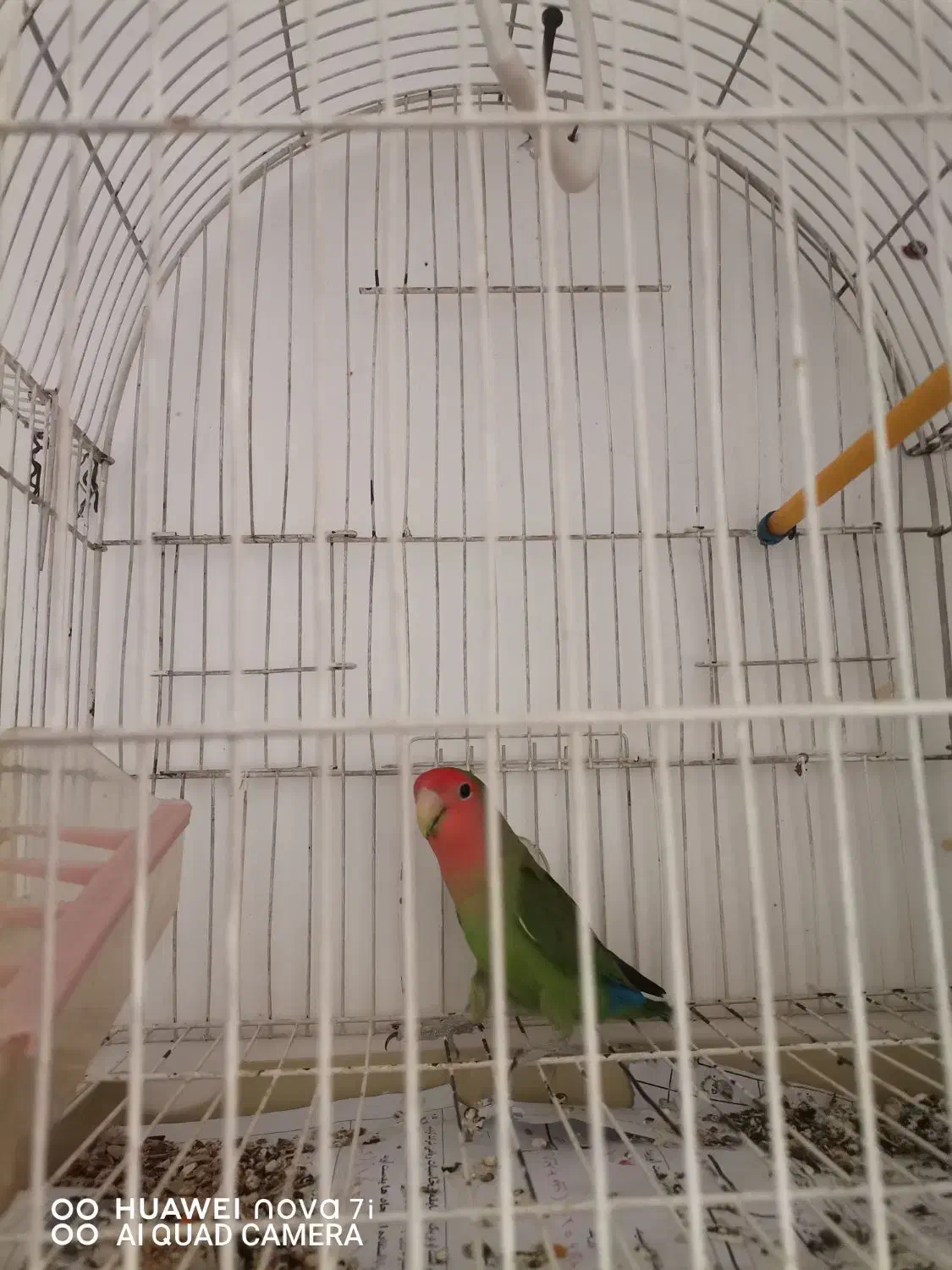 طوطی برزیلی|پرنده|ایلام, |دیوار