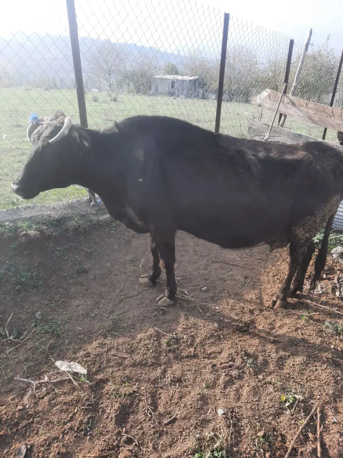 گاو حامله|حیوانات مزرعه|توتکابن, |دیوار