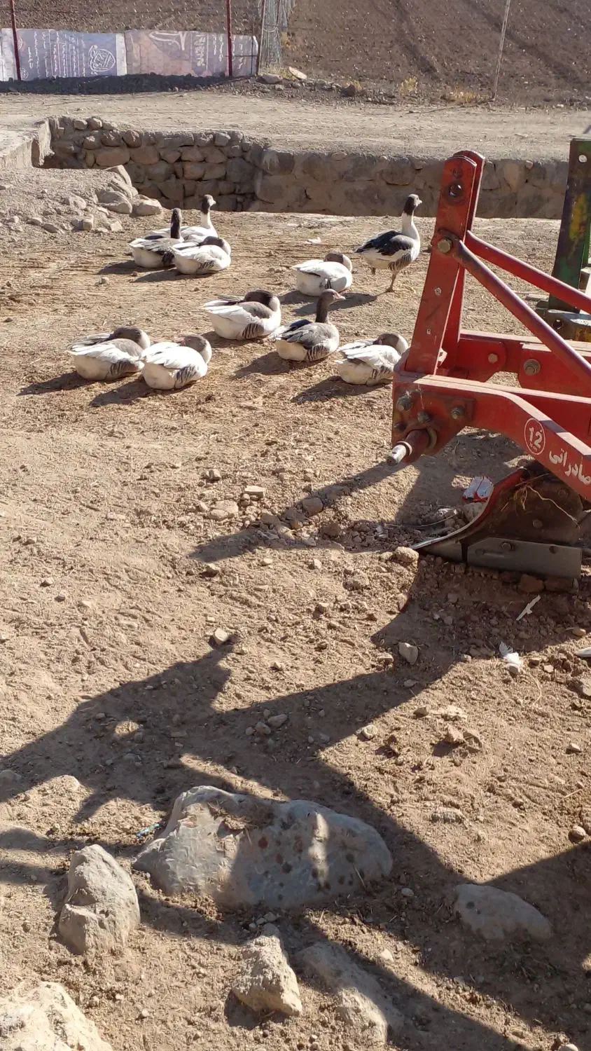 غاز|پرنده|کاکاوند, |دیوار