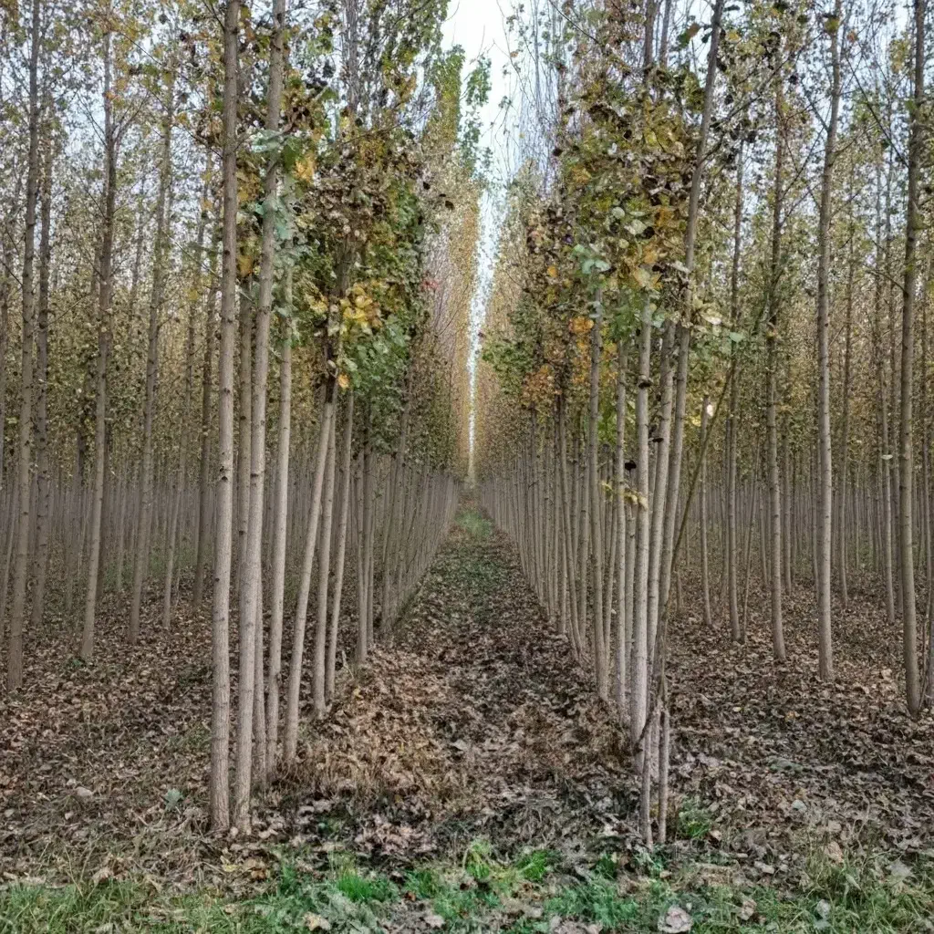 نهال صنوبر برای کاشت در باغات|خدمات باغبانی و درختکاری|لوشان, |دیوار