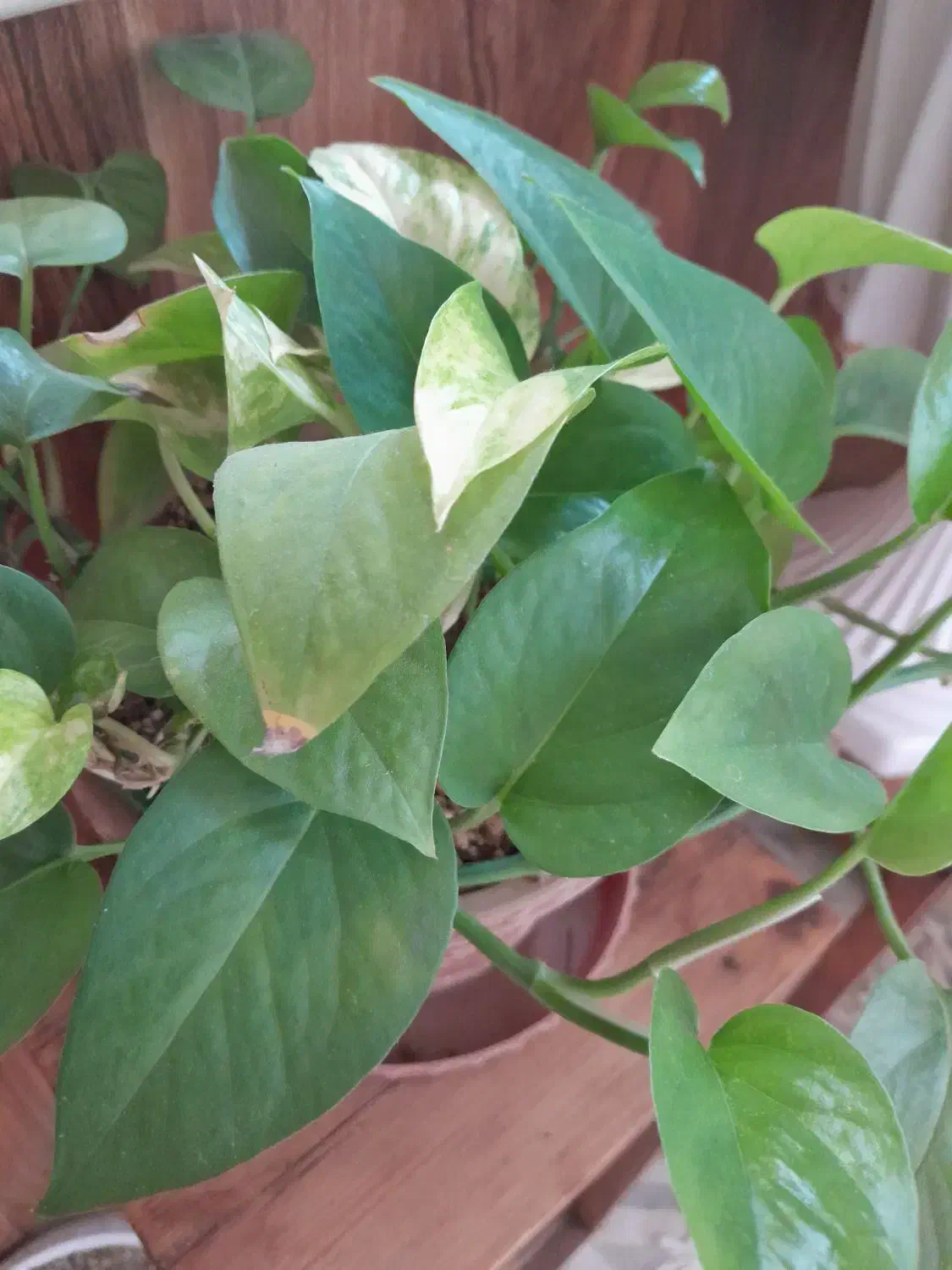 گل پتوس|گل و گیاه طبیعی|شاهرود, |دیوار