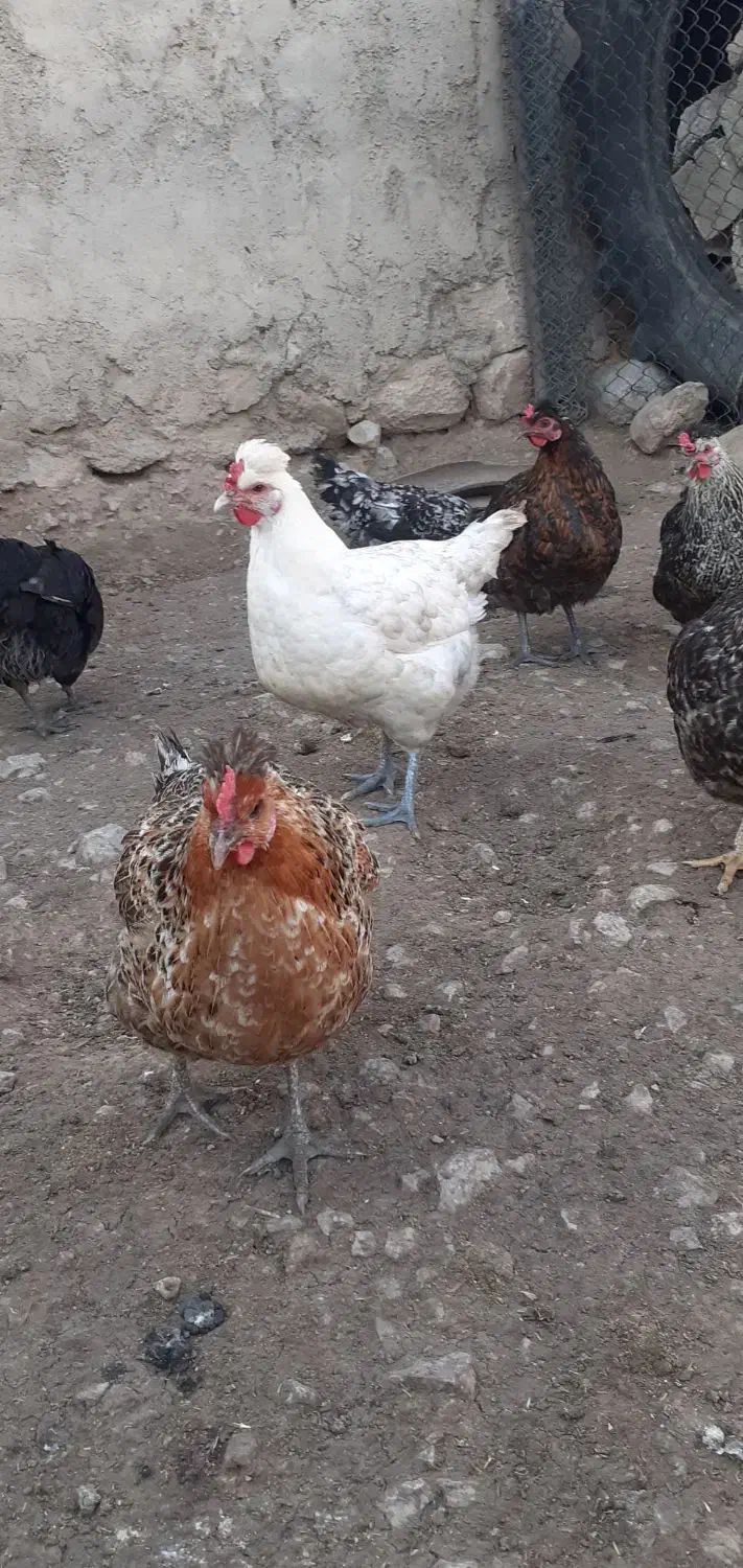 مرغ محلی|حیوانات مزرعه|مرودشت, رودبال|دیوار