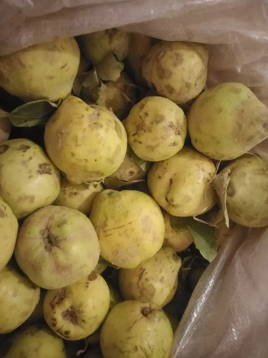 به تازه چیده شده سرحدی|خوردنی و آشامیدنی|لنده, |دیوار