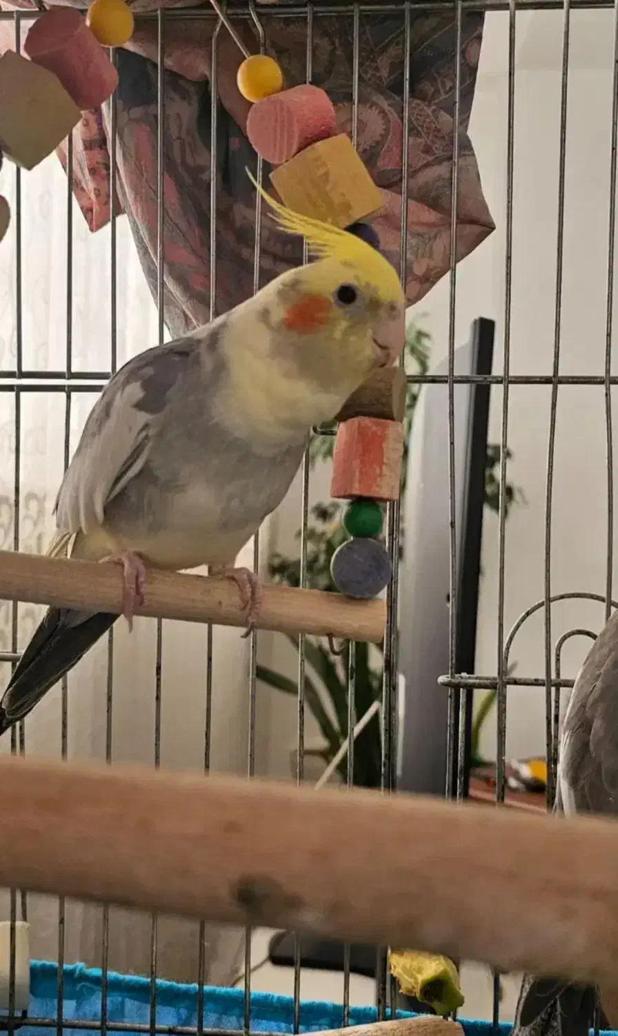 طوطی عروس هلندی رام و مولد|پرنده|ایلام, |دیوار