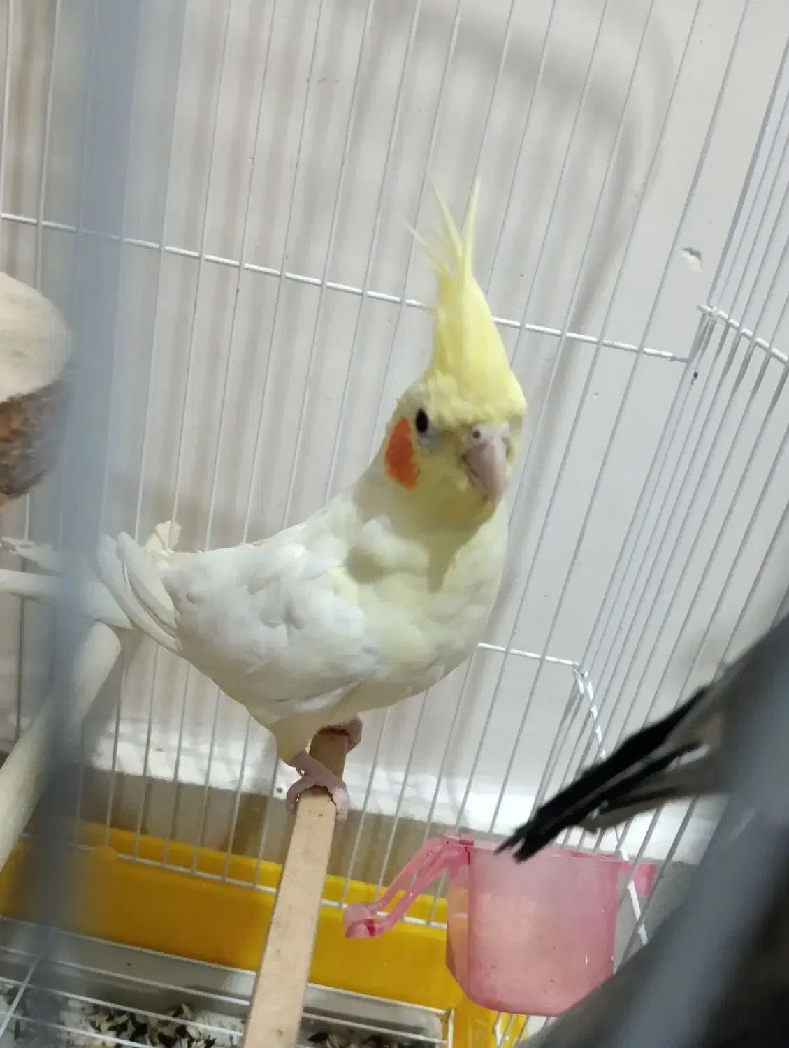 یک جفت عروس هلندی لوتینو و خاکستری|پرنده|مراغه, |دیوار