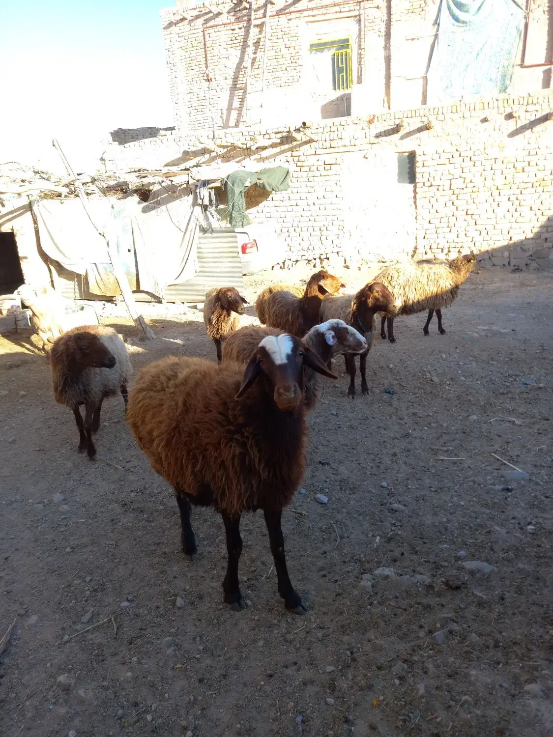 گوسفندشیشک|حیوانات مزرعه|سرولایت, |دیوار