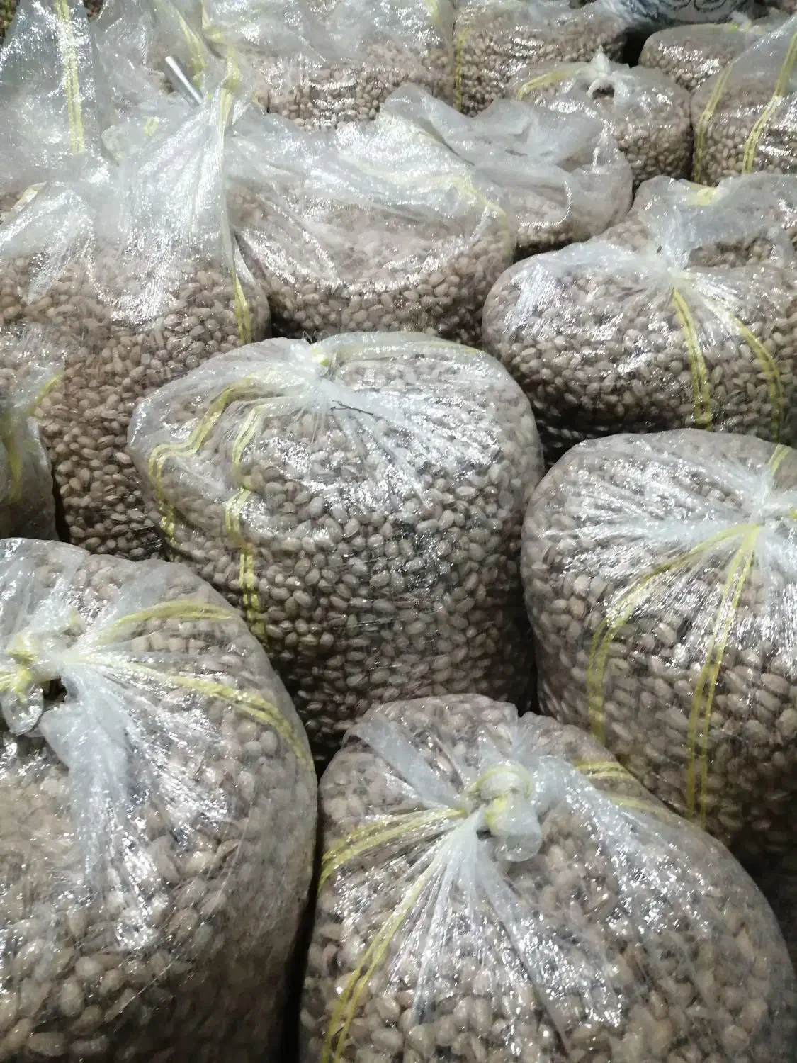 پسته خام|خوردنی و آشامیدنی|راهگان, |دیوار