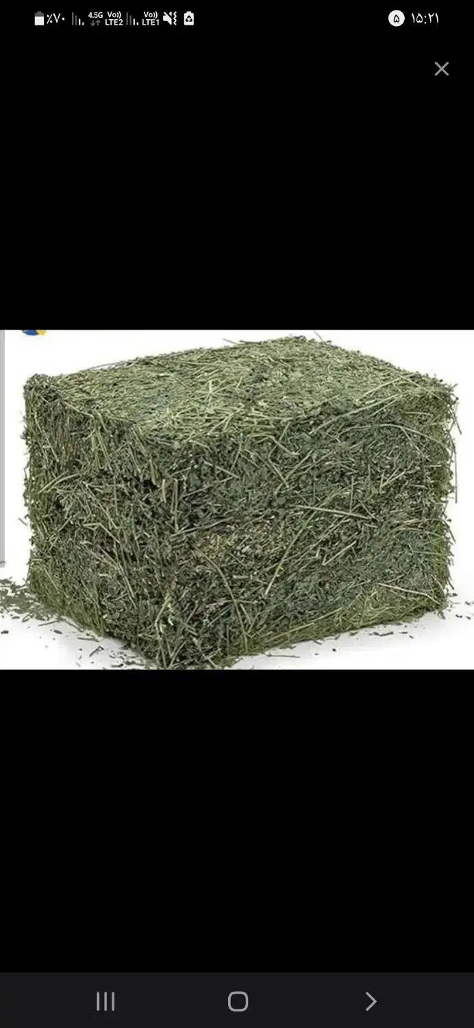 سبیسک|لوازم جانبی حیوانات|تربت جام, میان جام|دیوار