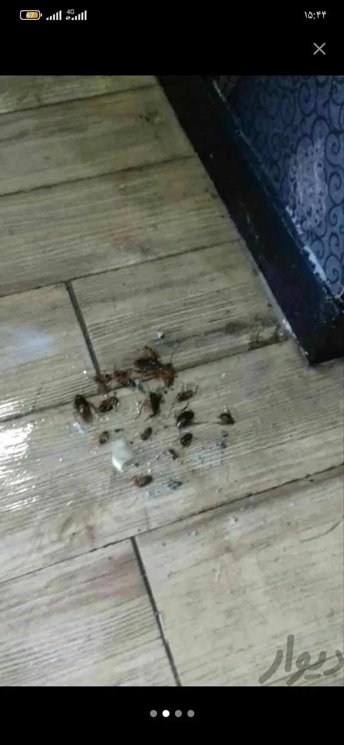 سمپاشی ساس سم پاشی کنه وسوسک وحشرات|خدمات نظافت|نسیم‌شهر, |دیوار