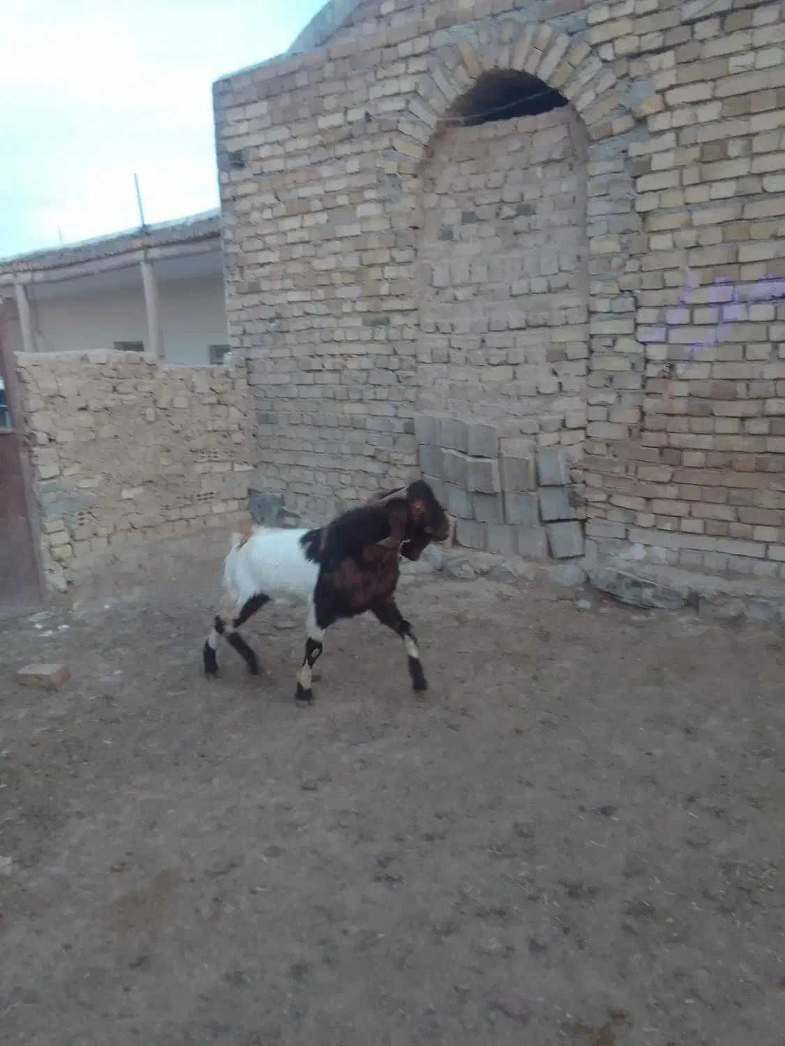 بزغاله بز میش بره|حیوانات مزرعه|سردرود, |دیوار