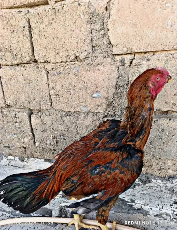 خروس لاری و مرغ و جوجه لاری|حیوانات مزرعه|کرمانشاه, |دیوار