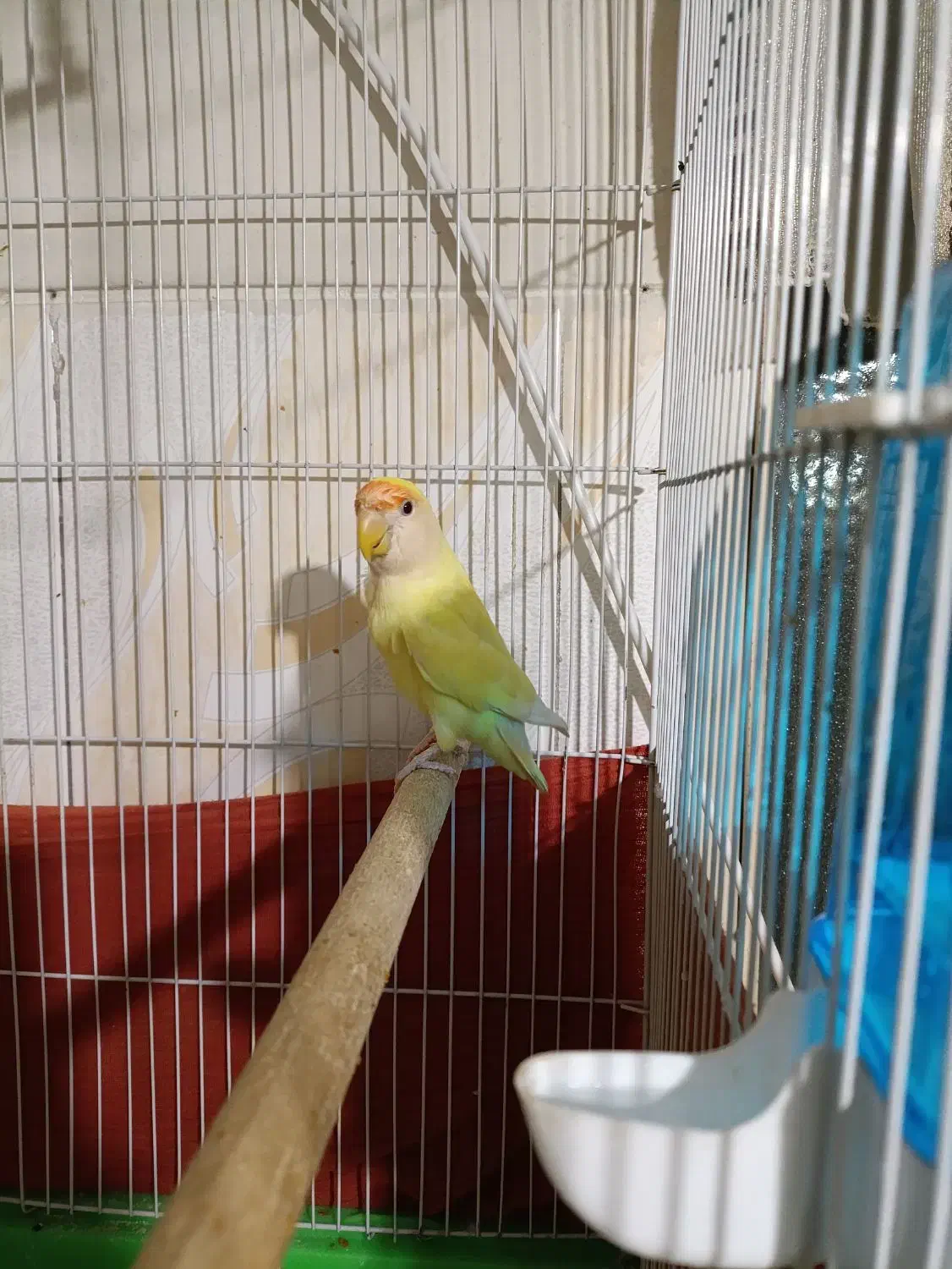 طوطی برزیلی ماده|پرنده|پاکدشت, پاکدشت (مامازند)|دیوار