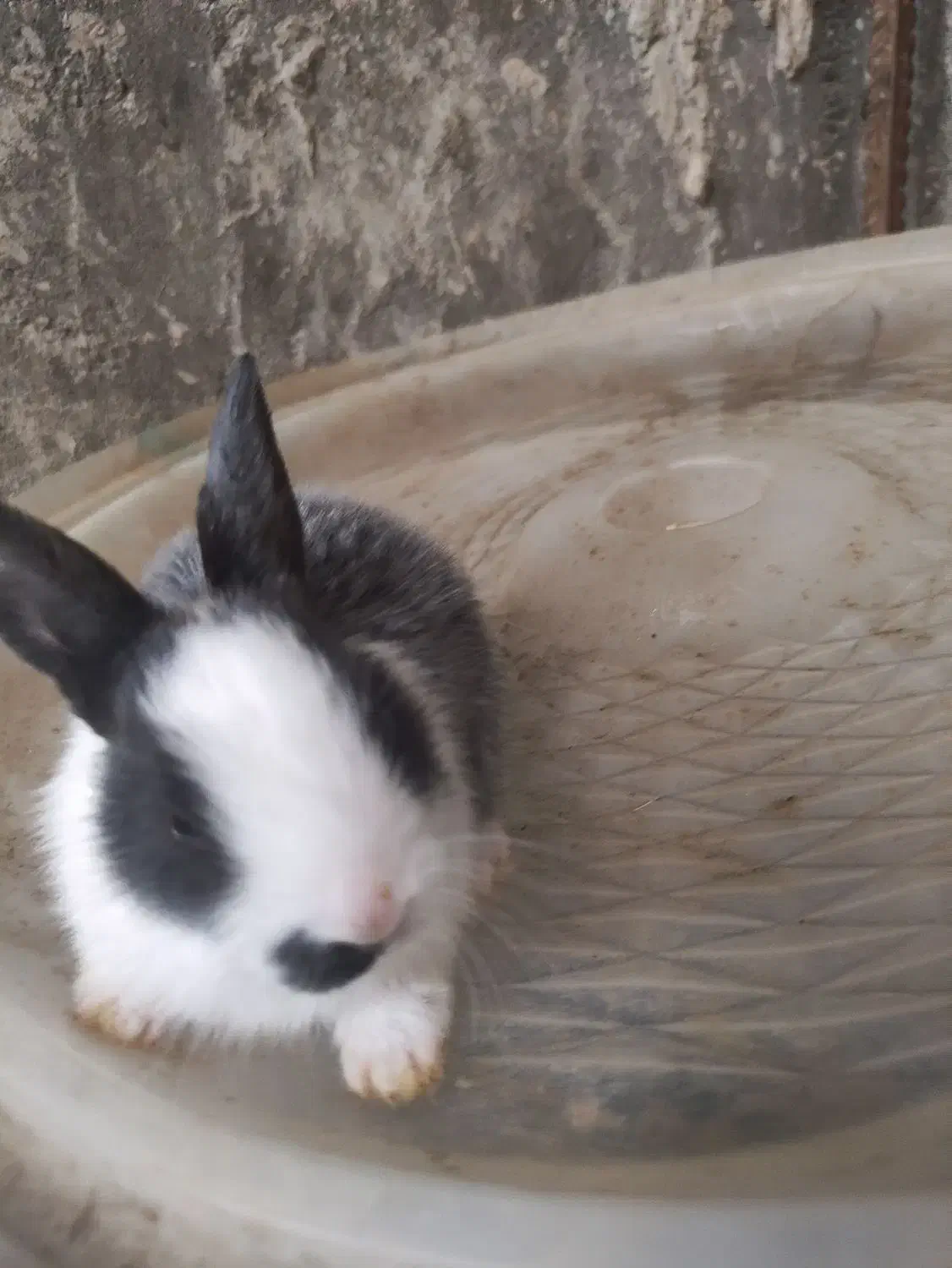 حراج خرگوش خانگی|موش و خرگوش|مهاباد (آذربایجان غربی), |دیوار