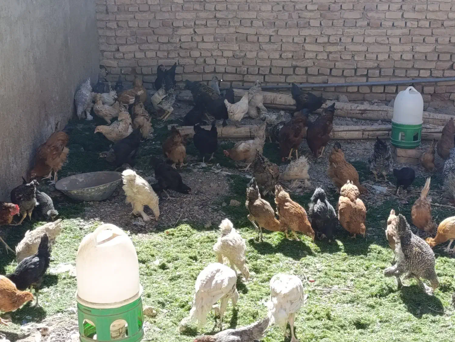 فروش چندتا خروس|حیوانات مزرعه|خلیل آباد, |دیوار