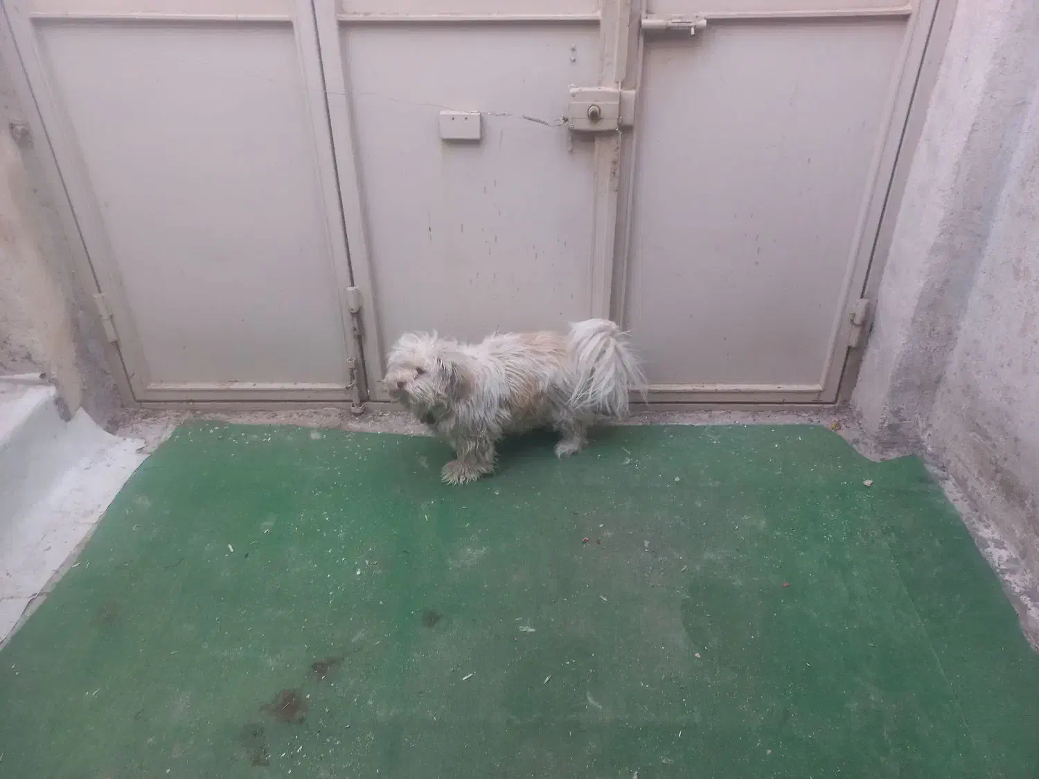 سگ خانگی|سگ|گلپایگان, |دیوار