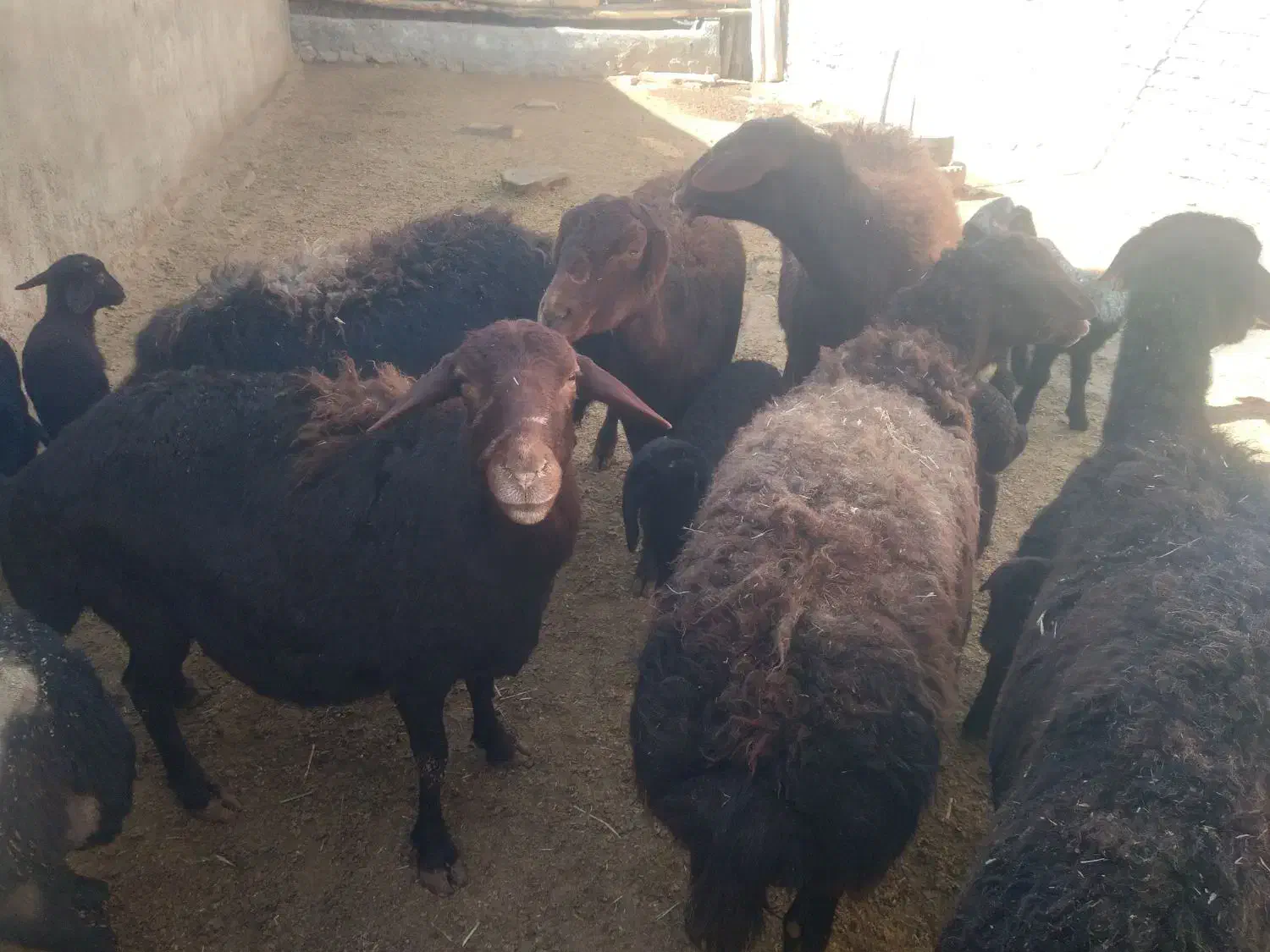 میش قیسیر|حیوانات مزرعه|قره پشتلو, |دیوار