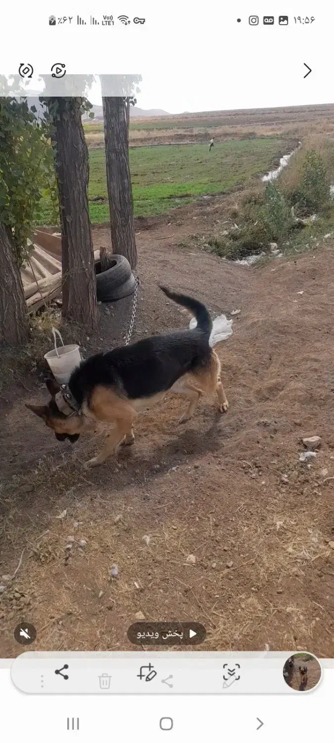 سگ پلیس نژاد آلمانی ژرمن|سگ|امام, |دیوار