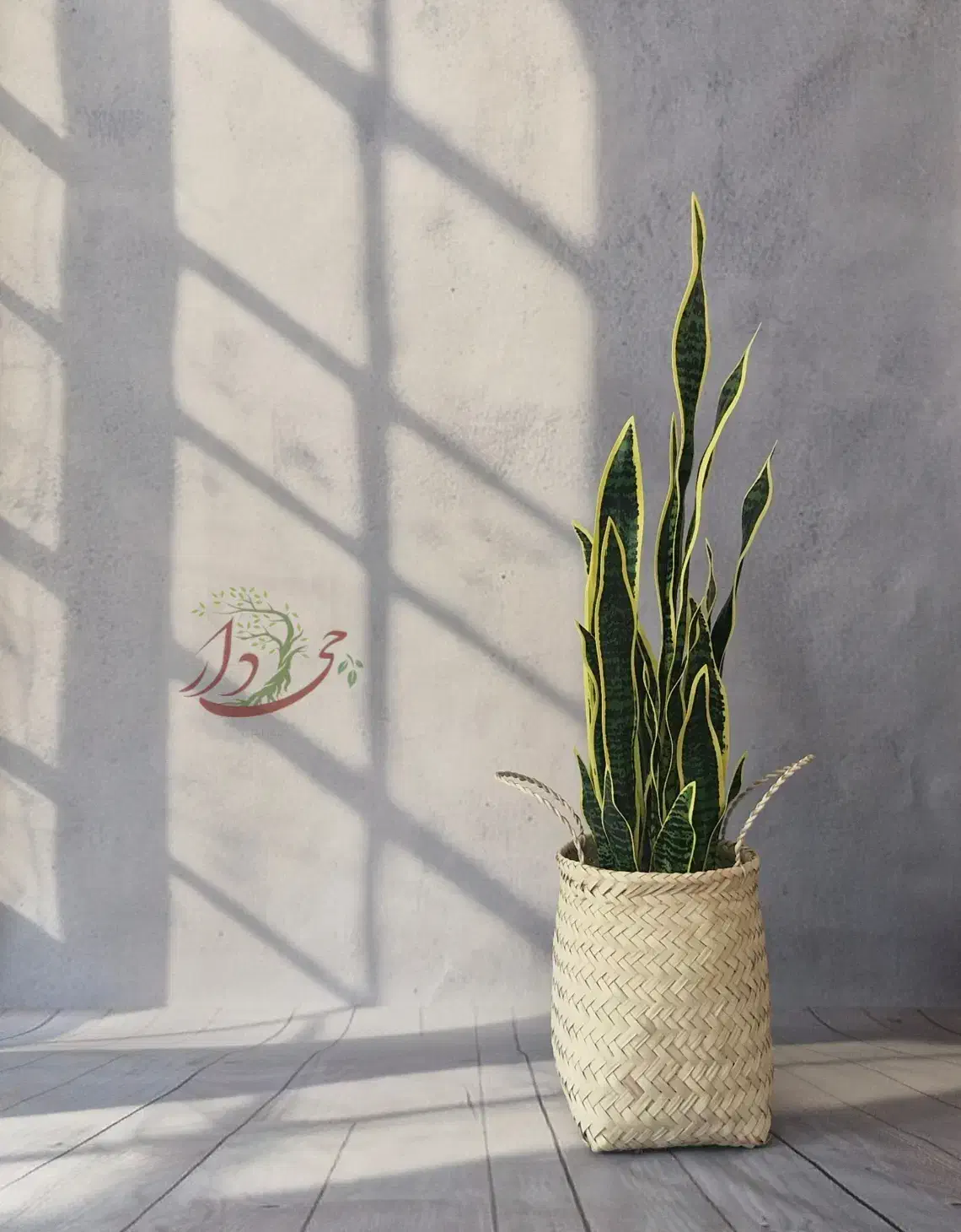 درختچه|گل مصنوعی|قم, انسجام|دیوار