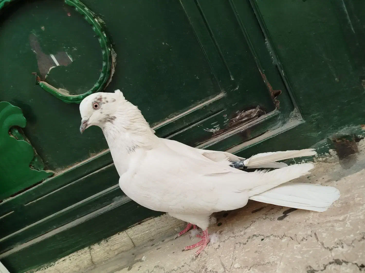 کبوتر پرشی گرفتنی تیر ماهی ۶تا ماده یکجایی|پرنده|تهران, نعمت‌آباد|دیوار