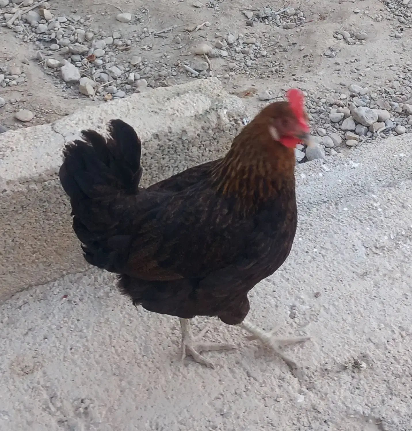 فروش خروس ومرغ محلی|حیوانات مزرعه|خورموج, |دیوار