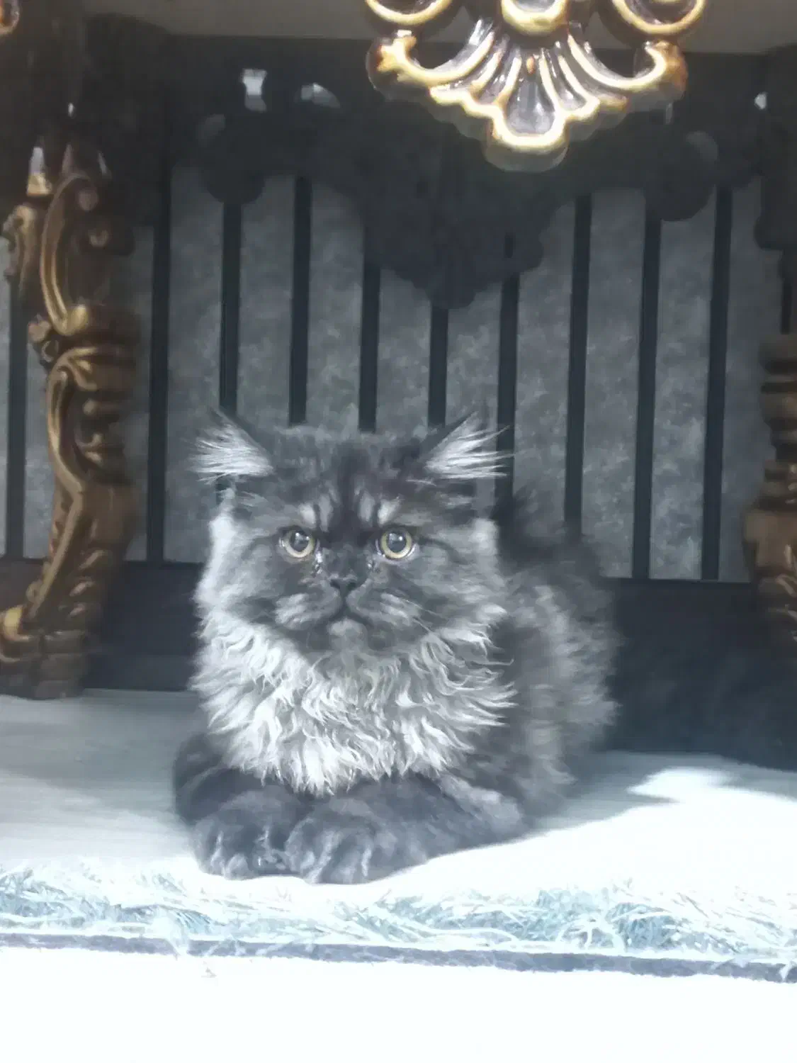 cat|گربه|نی‌ریز, |دیوار