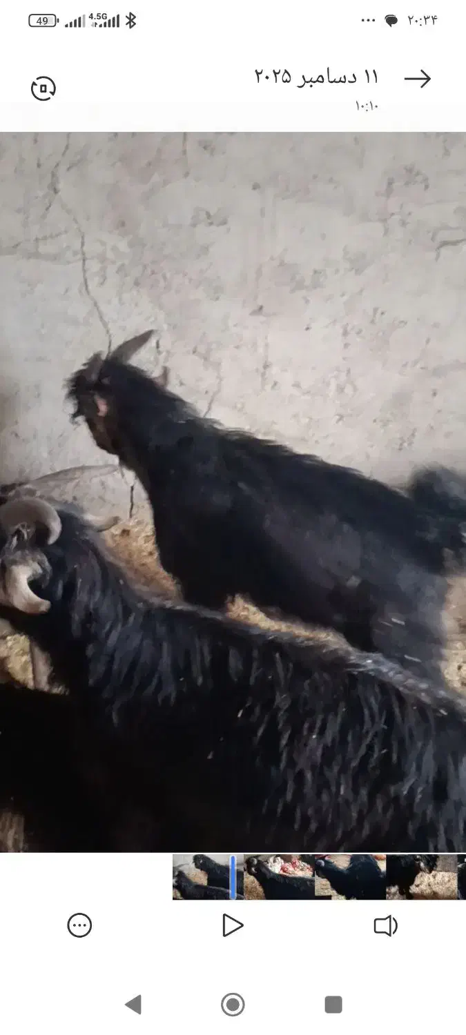 دوعدد. بیگ. نر|حیوانات مزرعه|شوشتر, |دیوار