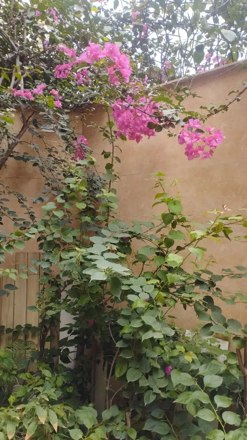 تعدادی نهال گل کاغذی وتاتوره|گل و گیاه طبیعی|رشت, جهاد|دیوار