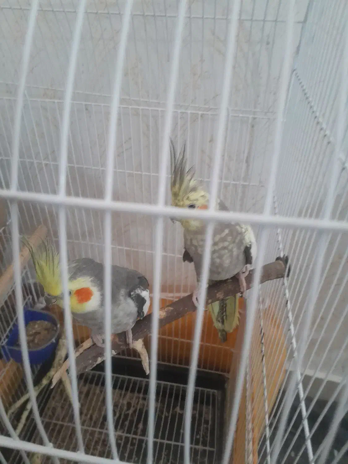 سه عدد عروس هلندی با تخم و جوجه و مرغ عشق|پرنده|فولادشهر, B5|دیوار