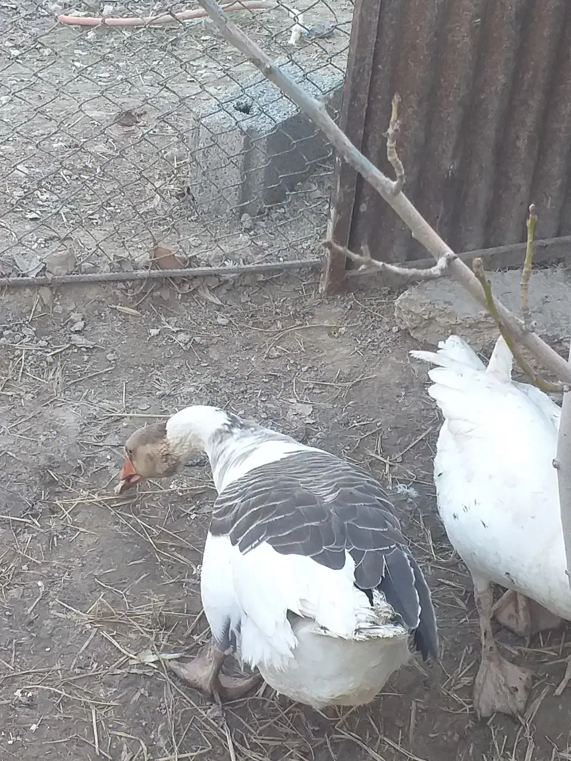 غاز|حیوانات مزرعه|نسیم‌شهر, |دیوار