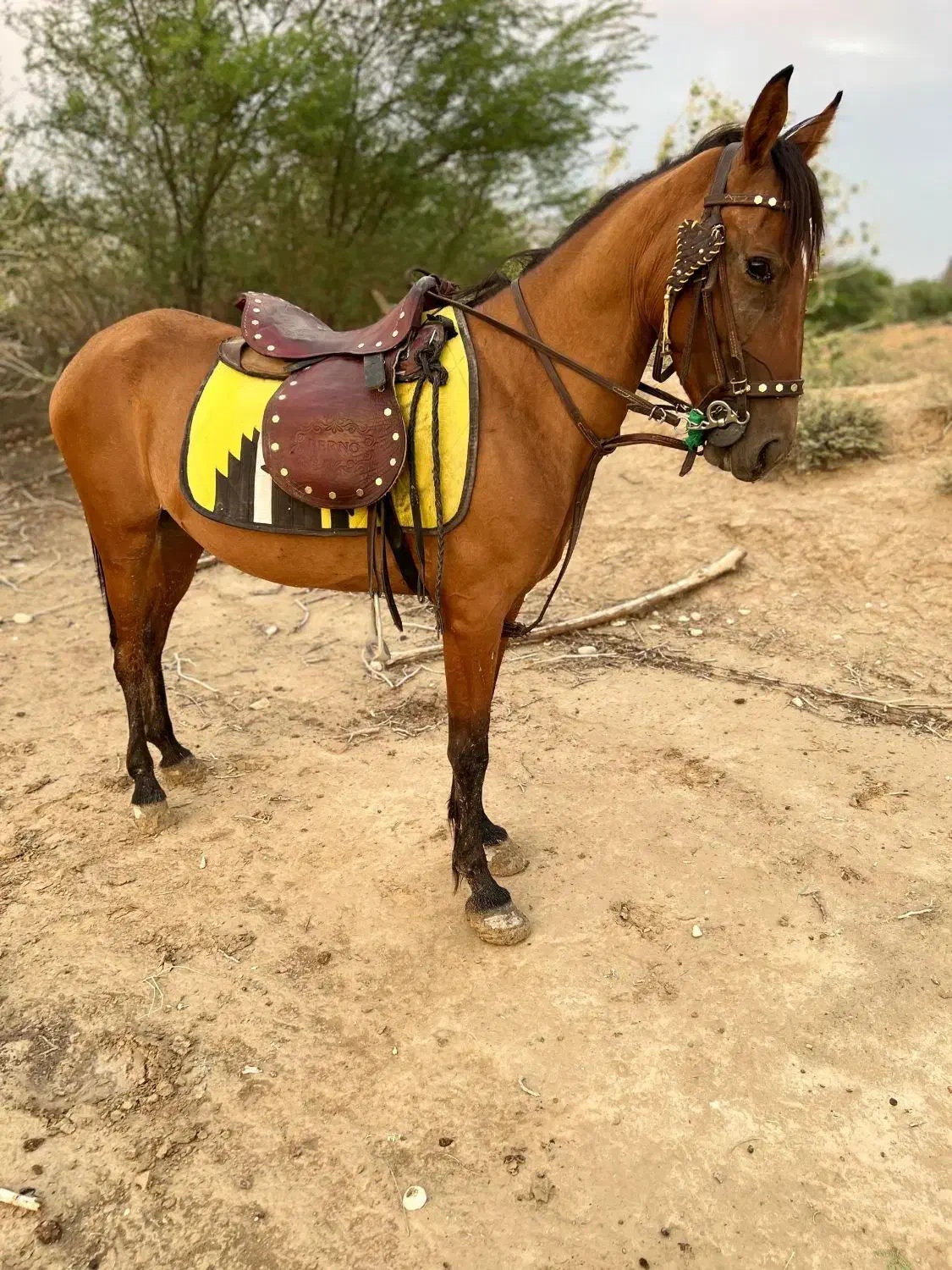 اسب مادیان سواری دار پر خون|اسب و تجهیزات اسب‌سواری|لامرد, |دیوار