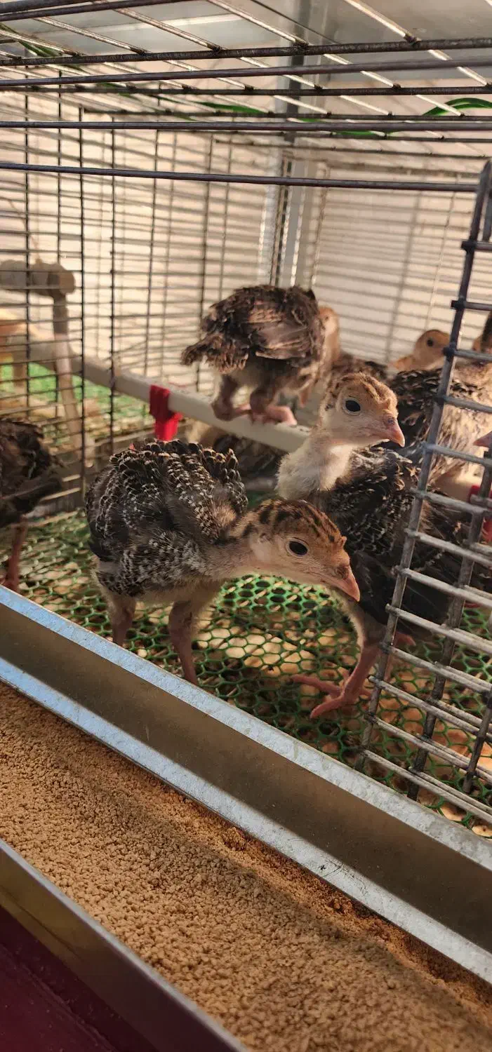 جوجه بوقلمون ۲۰ روزه برنز و بوربون|حیوانات مزرعه|بابل, |دیوار