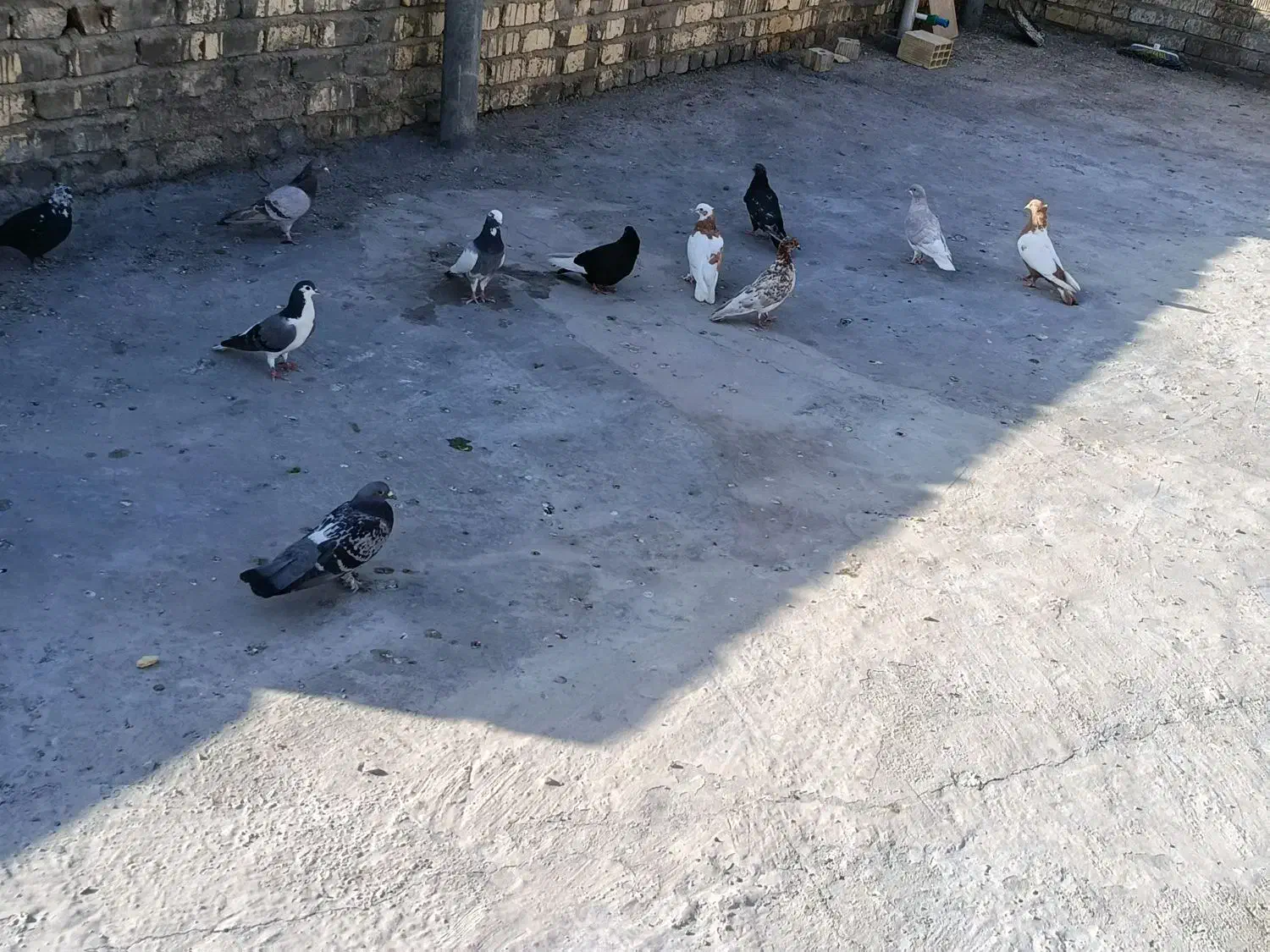 کبوتر|پرنده|شیراز, شهرک مهرگان|دیوار