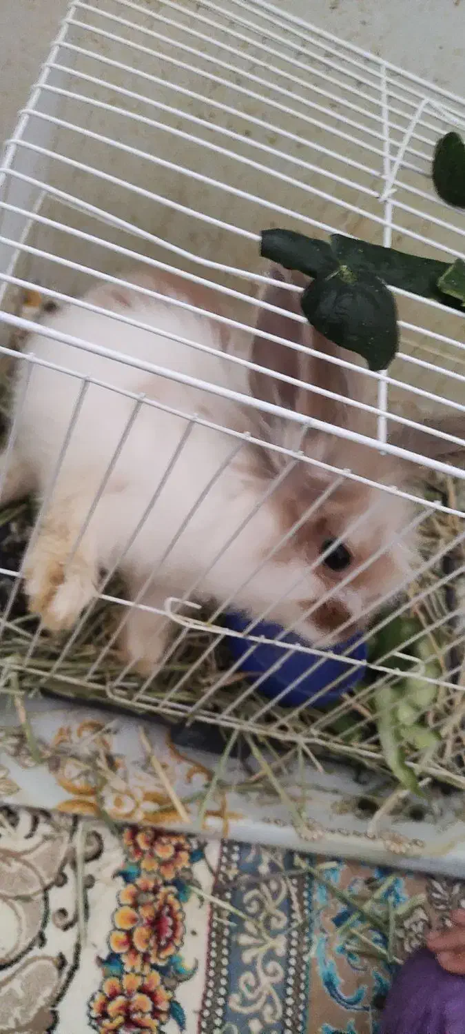 خرگوش|موش و خرگوش|زرند, |دیوار