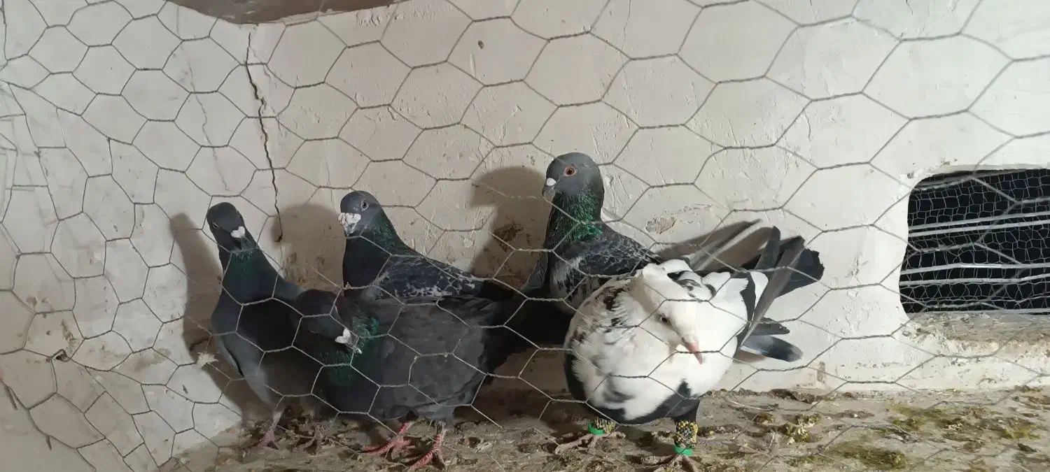 کفتر پرشی|پرنده|تاکستان, |دیوار