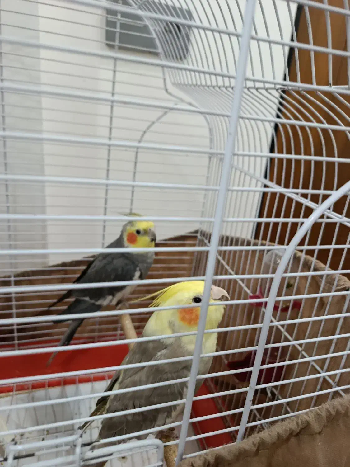 پرنده|پرنده|رشت, پسیخان|دیوار