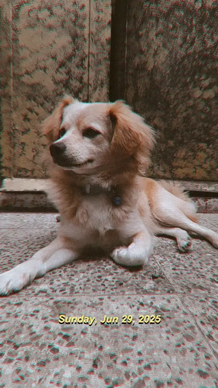 اشپیتز پامر|سگ|رامسر, |دیوار