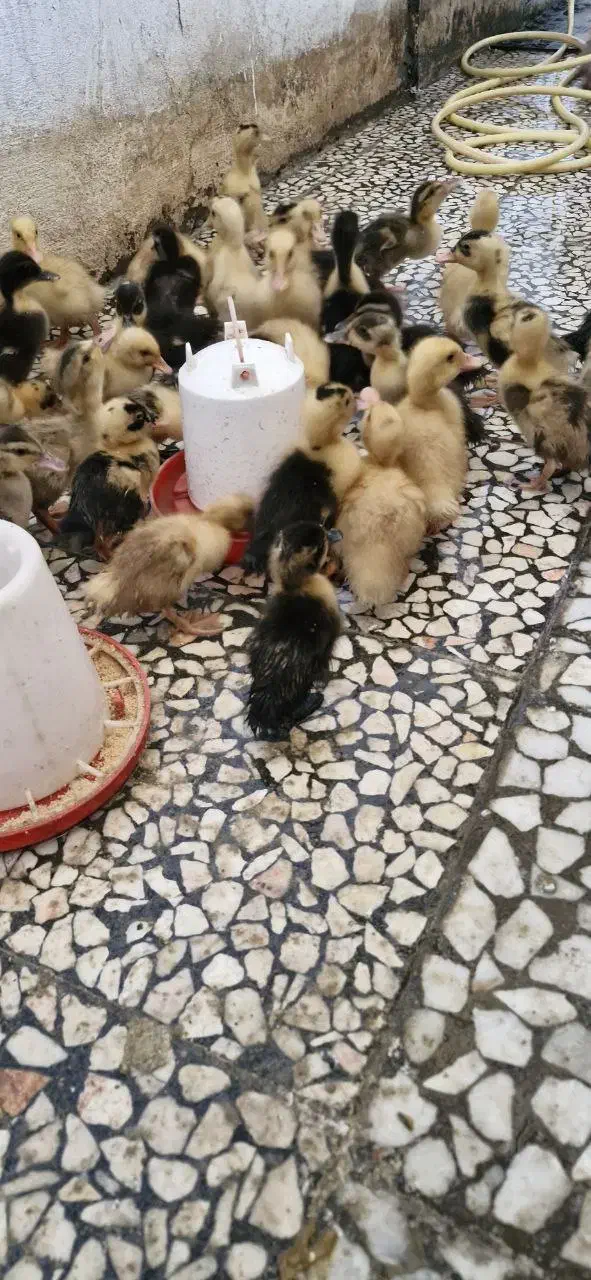 جوجه اردک و جوجه مرغ یکهفتهای|حیوانات مزرعه|رشت, باهنر|دیوار