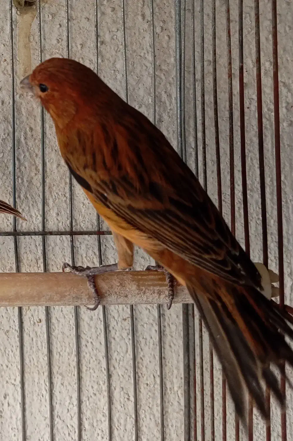 قناری رنگ خاص سوخته سرخ آتیشی طبیعی،ایرانی|پرنده|تهران, اختیاریه|دیوار