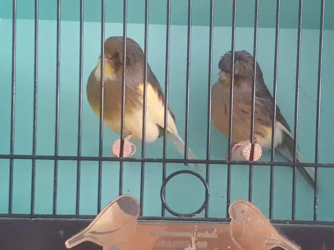 قناری.قناری گلاستر.گلاستر|پرنده|شاهین‌شهر, گزبرخوار|دیوار