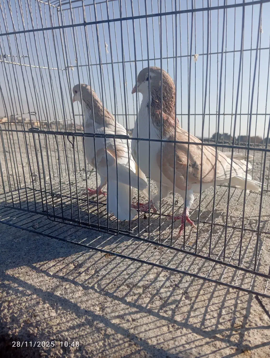 سلام یک جفت نروماده سالم|پرنده|نیشابور, باغ نو|دیوار